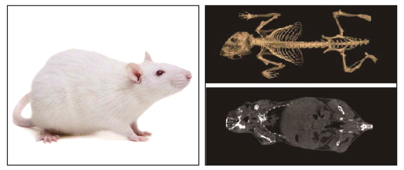 小鼠檢測(cè)圖透明底.png 小鼠檢測(cè)圖透明底.png