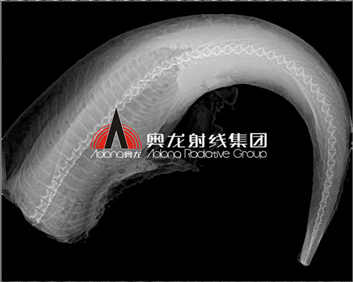 凍魚成像.jpg 凍魚成像.jpg