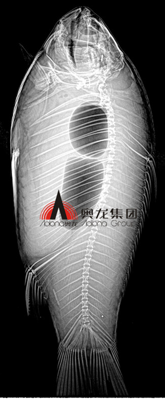 魚類成像.jpg 魚類成像.jpg