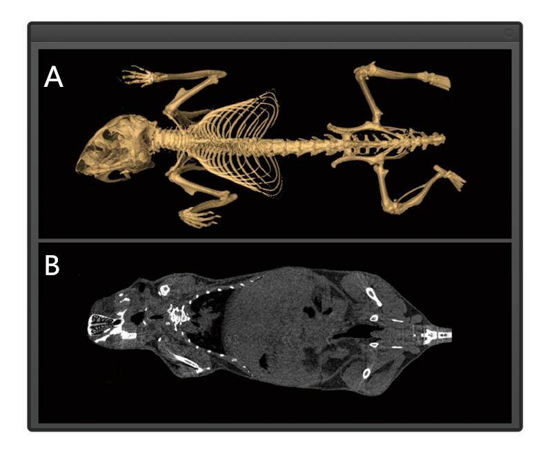預(yù)臨床研究_副本.jpg 預(yù)臨床研究_副本.jpg