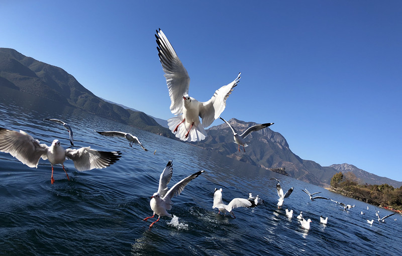 風(fēng)光類 白泓—翱翔 (1)_副本.jpg